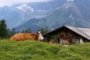 Wegzug in die Schweiz 1 Wegzugsbesteuerung Kuh Huette 300x200 1